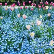 Teruminntoの画像