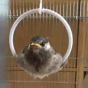 もるひかりの画像