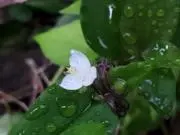 暁月の画像