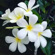 プルメリア