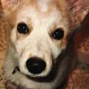 犬好きの画像