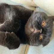 りん
