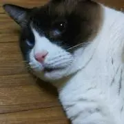 たぬたぬの画像