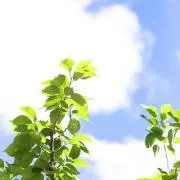 Jasmine_cha768の画像