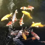 ぽん（24時間以内発送）の画像