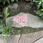 popoの画像