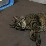 ひーすの画像
