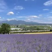 しあんの画像