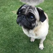ちょこ