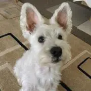 かおりん