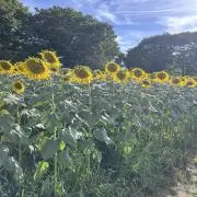 Tの画像