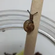tamako
