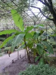 バショウの画像