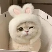 ねこの画像