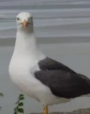 チャッピー