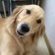 ロコの画像