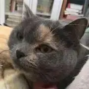 リューバの画像
