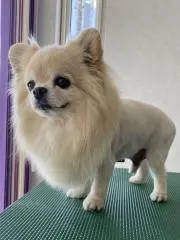 Kananaの画像