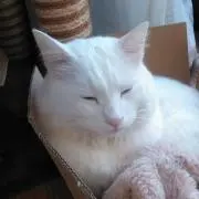 ひでぽん
