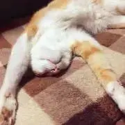 てる