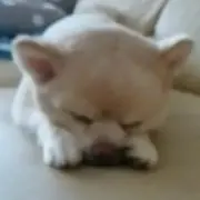 ミルの画像