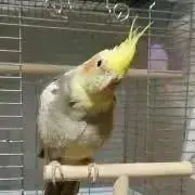 リコの画像