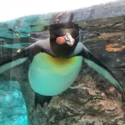 みっこ