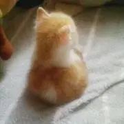 にゃんこ