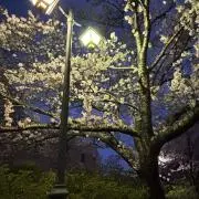 Fujiの画像
