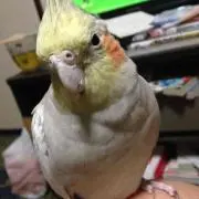 るいるい