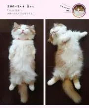 ポポロン