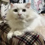しろねこハルの画像