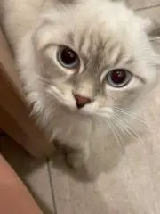 糸の画像