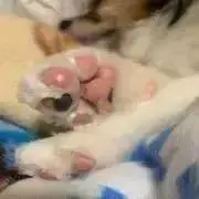 ショコラ