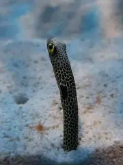 ズッコ(プロフ確認、グッズ整理中)の画像