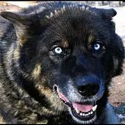 DOGの画像