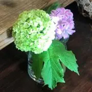 ブリーズの画像