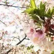 ゆずハムの画像