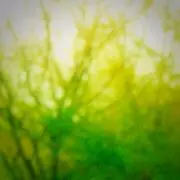 greengrass