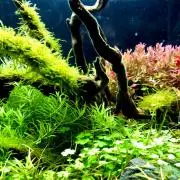 Masaの画像