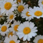 きたきつねの画像