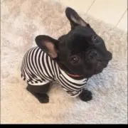 チャーリー