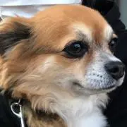 ふじわら