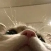 おにゃんこうさぎの画像