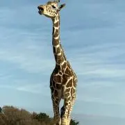 ika断捨離中の画像