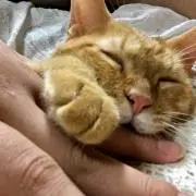 ぴこぴこ