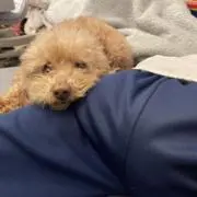 こんちきの画像