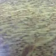 Kishige Inagaの画像