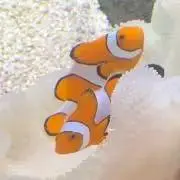 カクレクマノミ