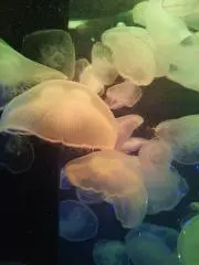 くらげの画像